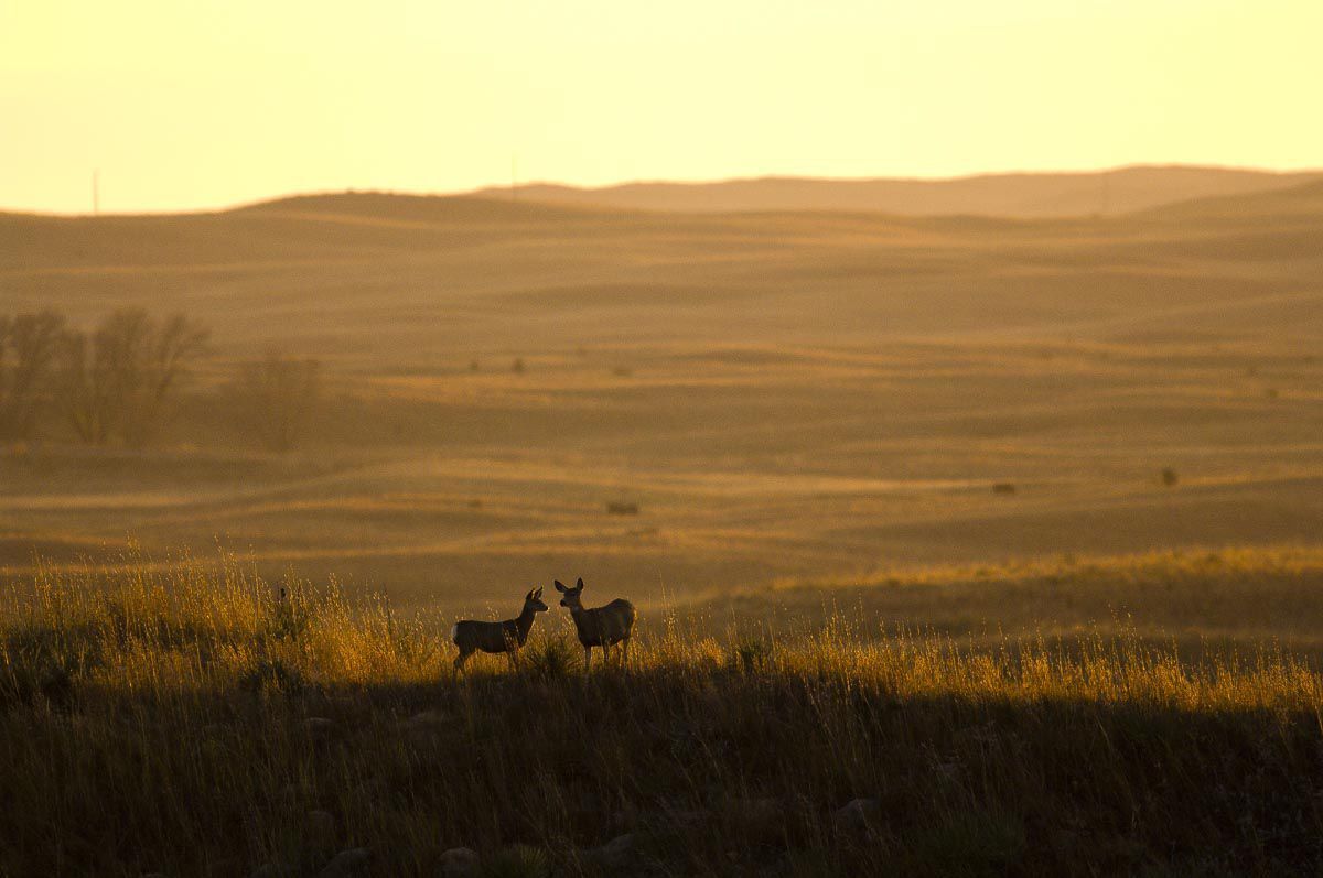 Sandhills ridge top